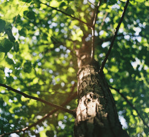 photo arboriculture